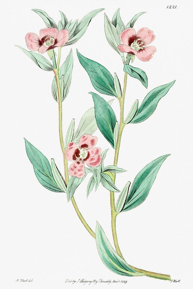 Long Branched Enothera from Edwards&rsquo;s Botanical Register (1829&mdash;1847) by Sydenham Edwards, John Lindley, and…
