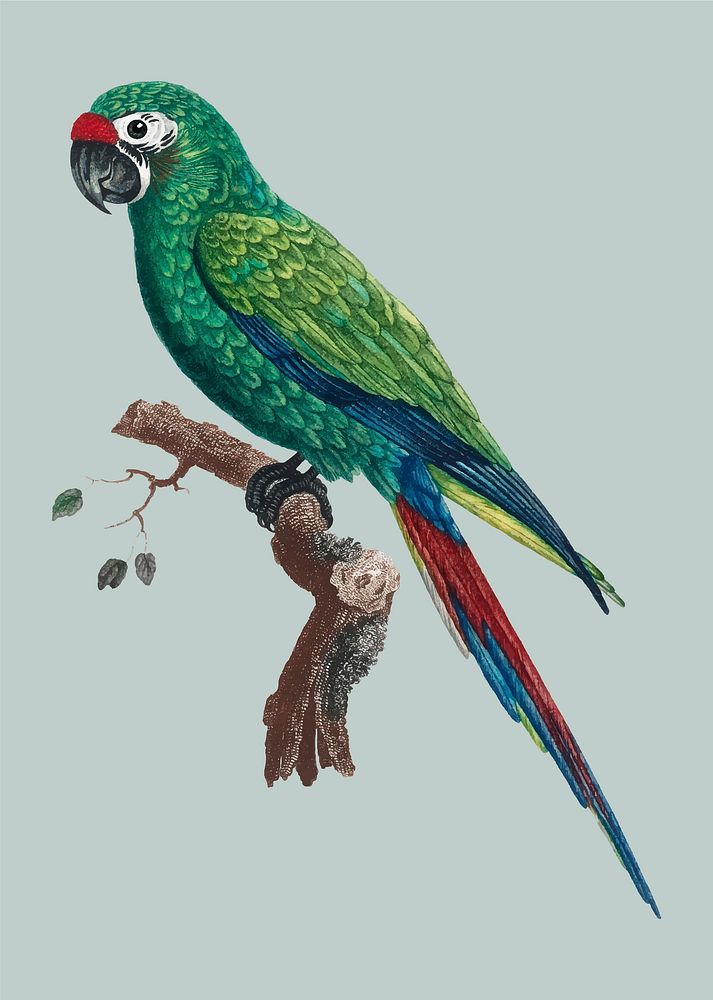 Military Macaw (Ara militaris) vintage illustration