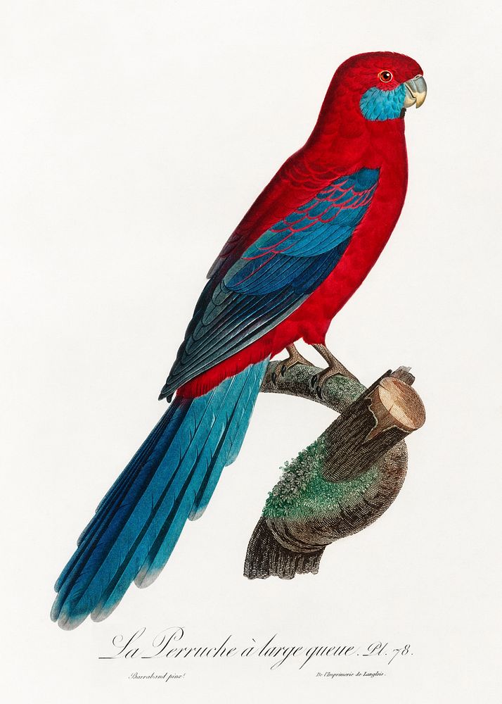 Crimson Rosella from Natural History of Parrots (1801&mdash;1805) by Francois Levaillant. Original from the Biodiversity…