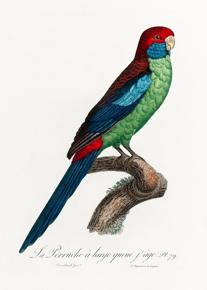 Broad-Tailed Parrot from Natural History of Parrots (1801&mdash;1805) by Francois Levaillant. Original from the Biodiversity…