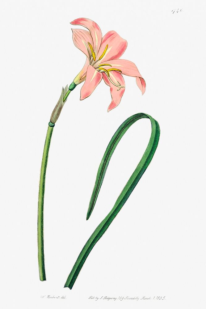 Spofforth Zephyranthes from Edwards&rsquo;s Botanical Register (1829&mdash;1847) by Sydenham Edwards, John Lindley, and…