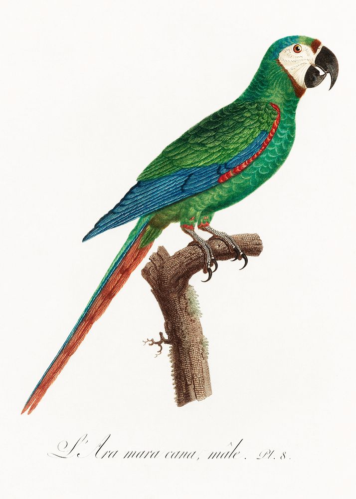 The Blue-Winged Macaw, Primolius maracana from Natural History of Parrots (1801—1805) by Francois Levaillant. Original from…