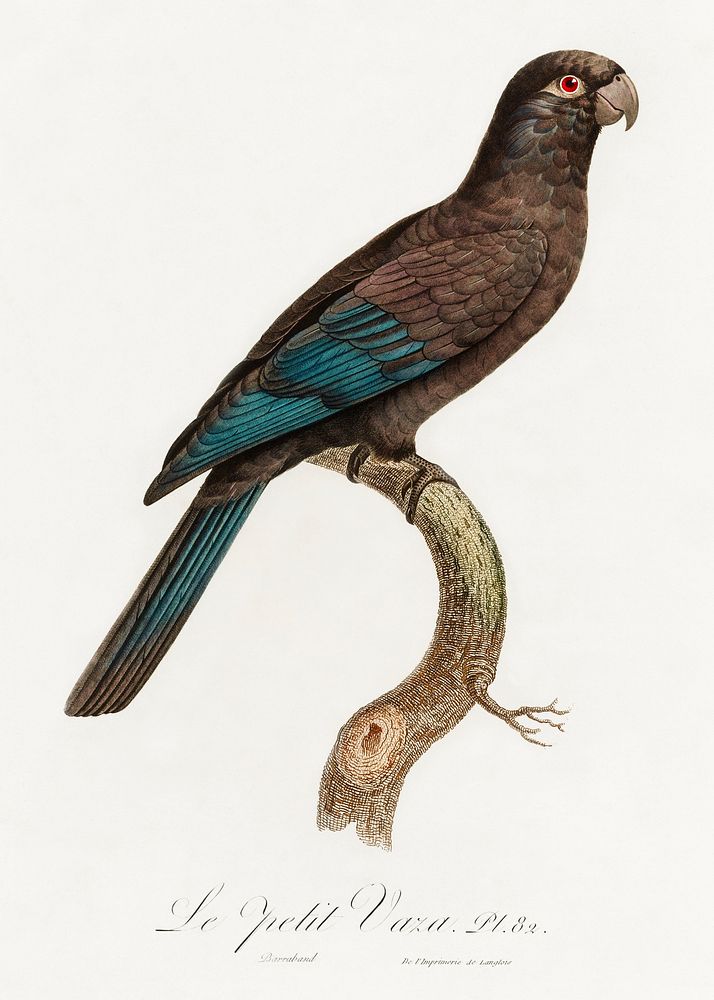 Black Parrot (Coracopsis nigra) from Natural History of Parrots (1801&mdash;1805) by Francois Levaillant. Original from the…