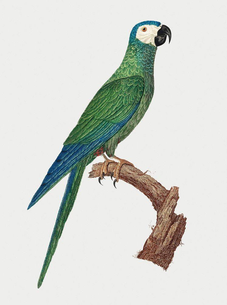 The Red-Bellied Macaws (Orthopsittaca manilatus) illustration