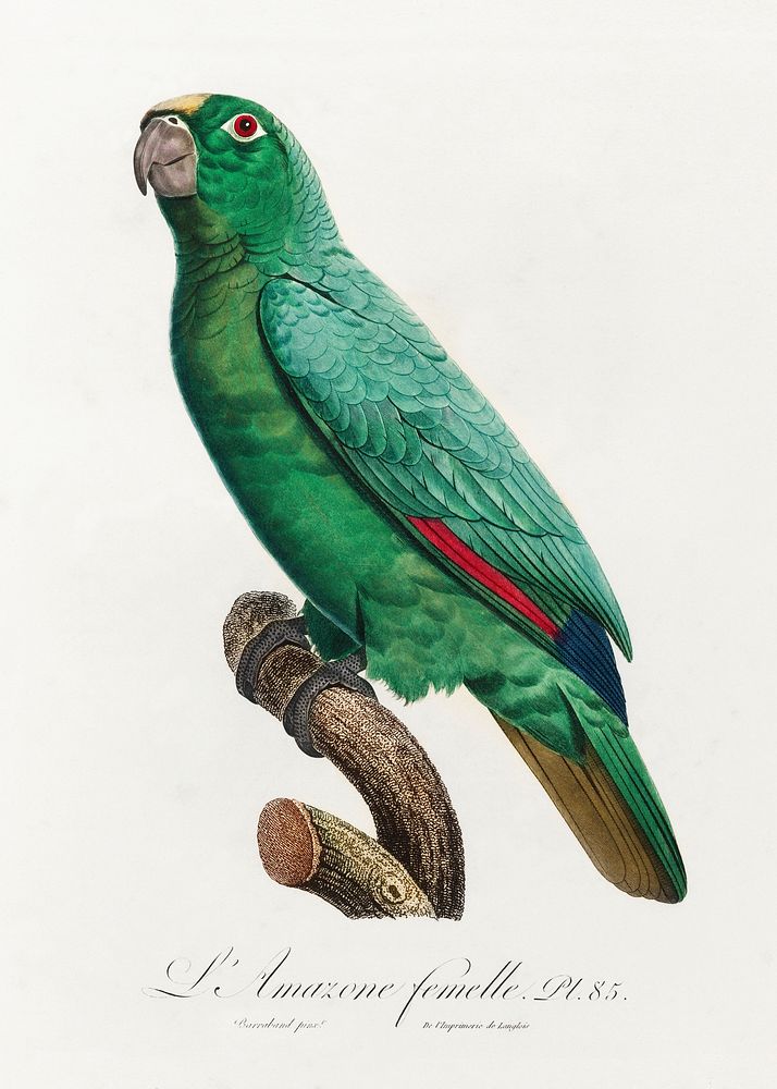 Yellow-Fronted Amazon, Amazona ochrocephala from Natural History of Parrots (1801&mdash;1805) by Francois Levaillant.…