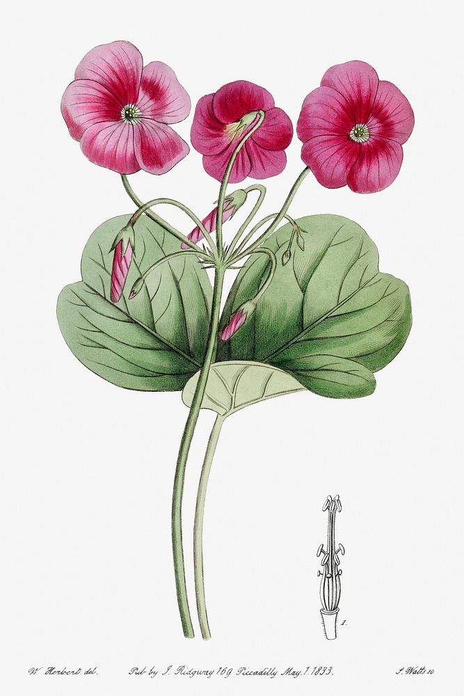 Bowie's oxalis from Edwards&rsquo;s Botanical Register (1829&mdash;1847) by Sydenham Edwards, John Lindley, and James…