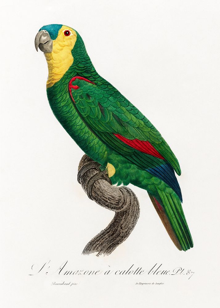 Blue-Fronted Amazon Parrot, Amazona aestiva from Natural History of Parrots (1801&mdash;1805) by Francois Levaillant.…