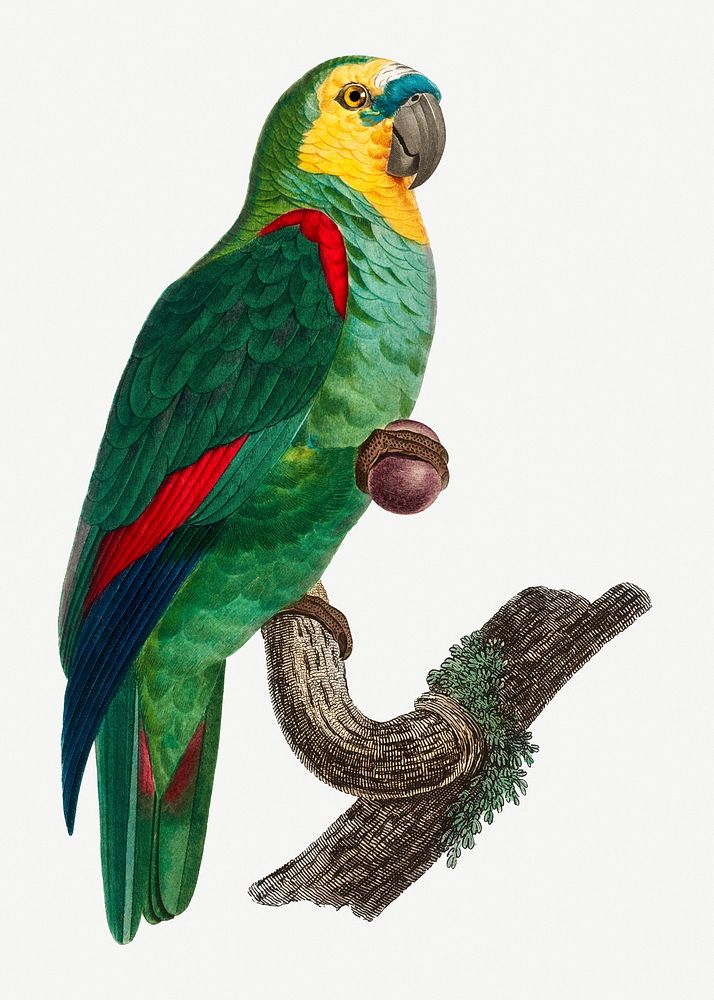 The Turquoise-Fronted Amazon illustration