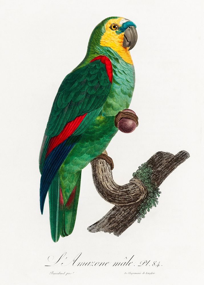 The Turquoise-Fronted Amazon, Amazona aestiva from Natural History of Parrots (1801&mdash;1805) by Francois Levaillant.…
