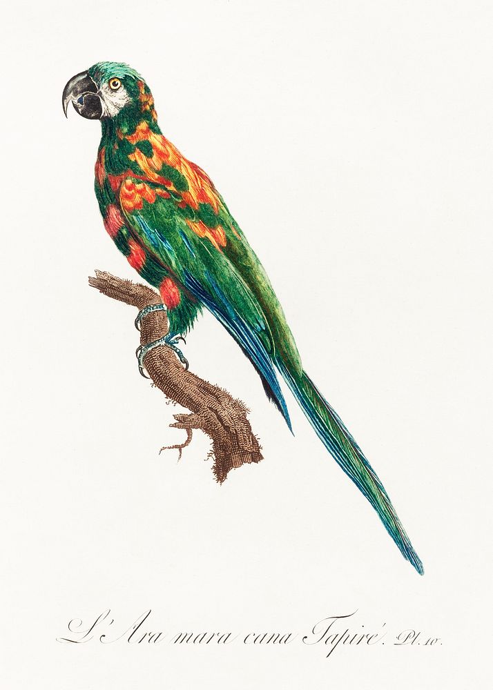 The Blue-Winged Macaw, Primolius maracana from Natural History of Parrots (1801&mdash;1805) by Francois Levaillant. Original…