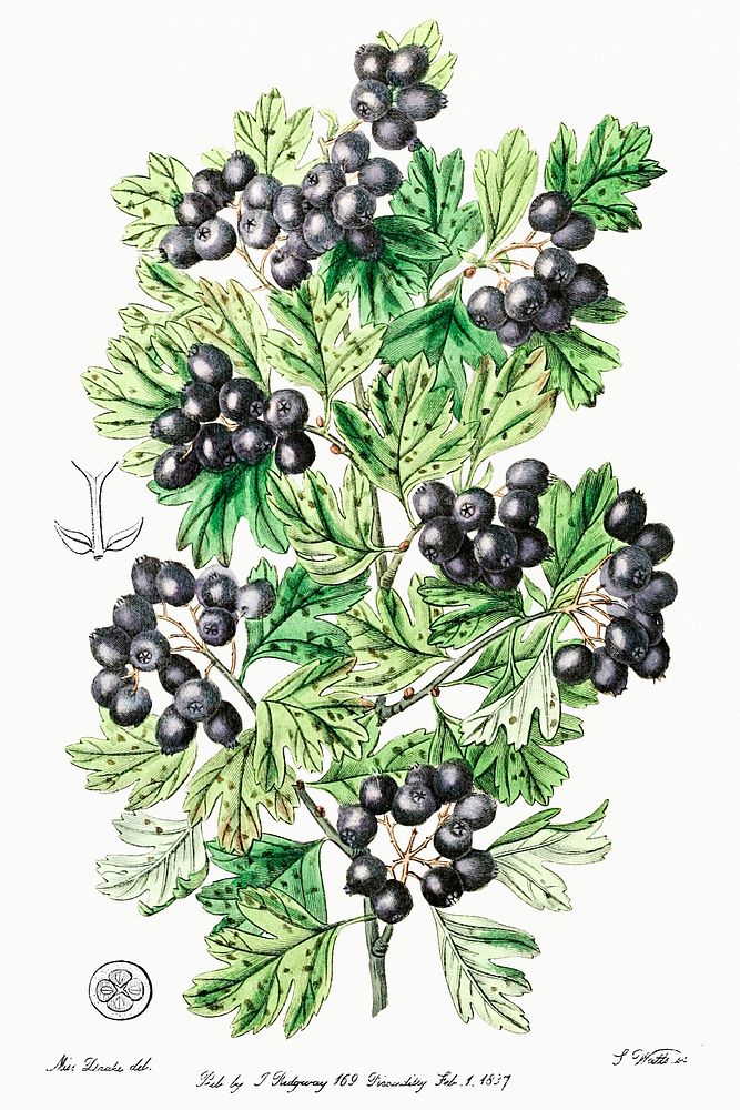 Hairy leaved black hawthorn from Edwards&rsquo;s Botanical Register (1829&mdash;1847) by Sydenham Edwards, John Lindley, and…