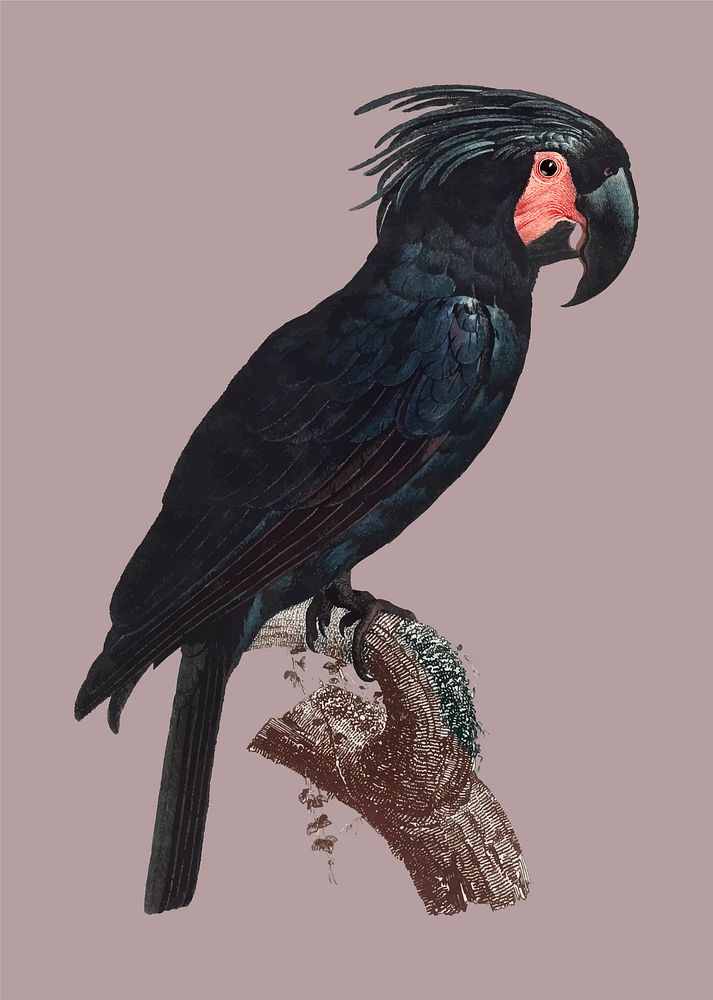 The Palm Cockatoo (Probosciger aterrimus) vintage illustration