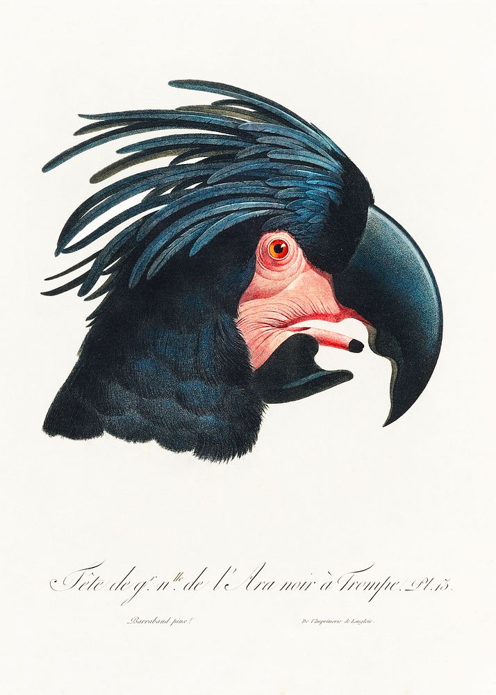 The Great Black Cockatoo, Probosciger aterrimus from Natural History of Parrots (1801&mdash;1805) by Francois Levaillant.…