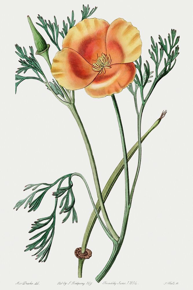 Saffron colored eschscholzia from Edwards&rsquo;s Botanical Register (1829&mdash;1847) by Sydenham Edwards, John Lindley…