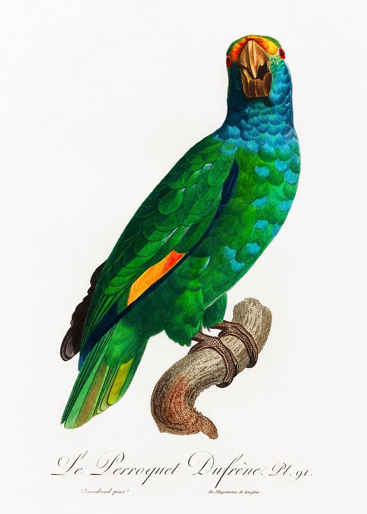The Blue-Cheeked Amazon, Amazona dufresniana from Natural History of Parrots (1801&mdash;1805) by Francois Levaillant.…