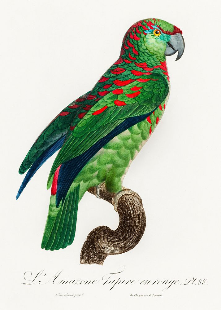 The Turquoise-Fronted Amazon (Amazona aestiva) from Natural History of Parrots (1801&mdash;1805) by Francois Levaillant.…