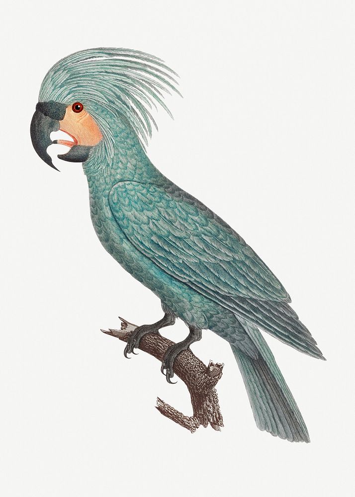 The Palm Cockatoos vintage illustration
