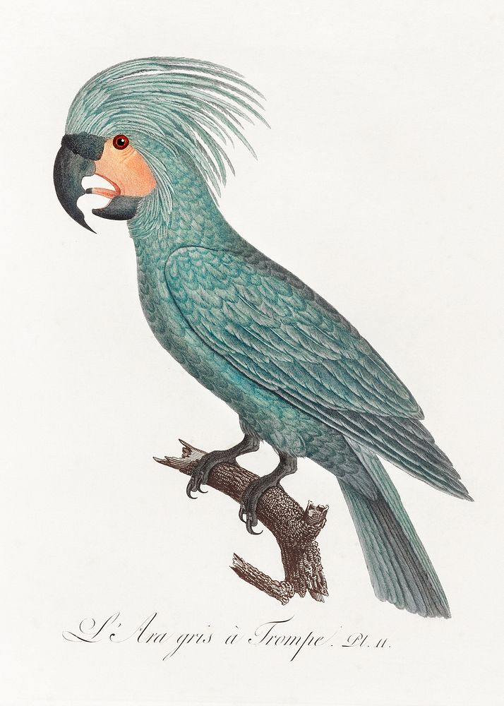 The Palm Cockatoo (Probosciger aterrimus) from Natural History of Parrots (1801&mdash;1805) by Francois Levaillant. Original…