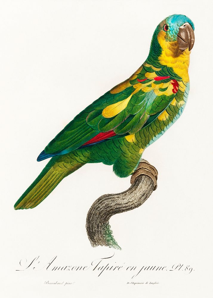 The Turquoise-Fronted Amazon, Amazona aestiva from Natural History of Parrots (1801&mdash;1805) by Francois Levaillant.…
