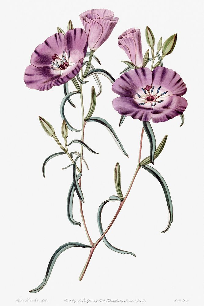 Large Purple Chilian Evening Primrose from Edwards&rsquo;s Botanical Register (1829&mdash;1847) by Sydenham Edwards, John…