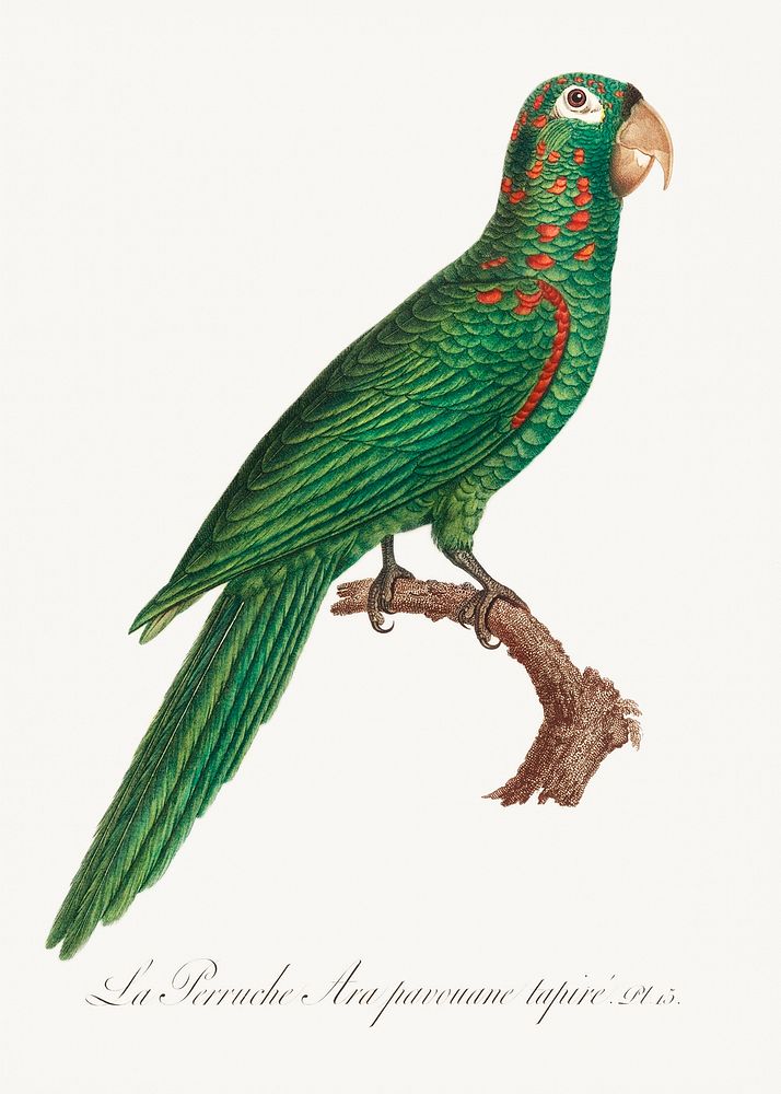 The Red-Spectacled Amazon, Amazona pretrei from Natural History of Parrots (1801&mdash;1805) by Francois Levaillant.…