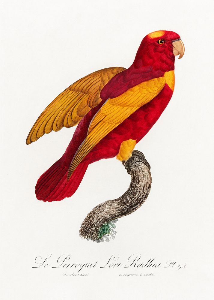 Red-and-Gold Lory, Lorius rex from Natural History of Parrots (1801&mdash;1805) by Francois Levaillant. Original from the…