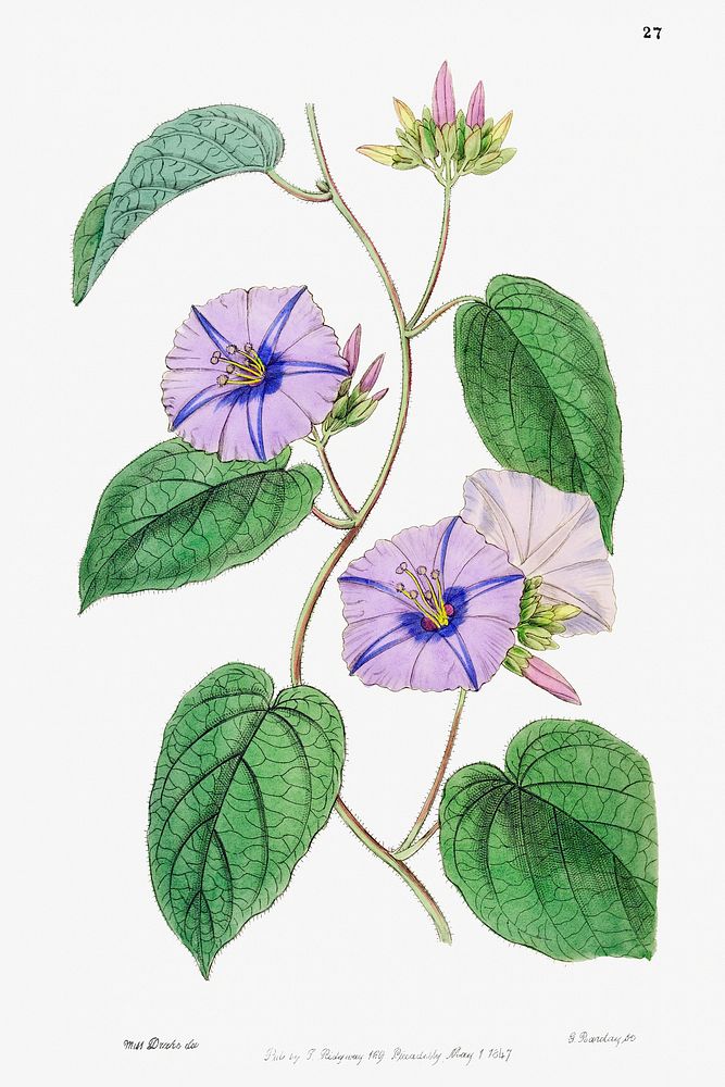 Hoary jacquemontia from Edwards&rsquo;s Botanical Register (1829&mdash;1847) by Sydenham Edwards, John Lindley, and James…