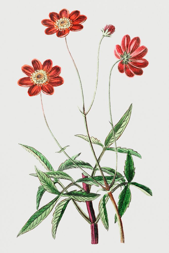 Vintage Scabious-like cosmos branch for decoration