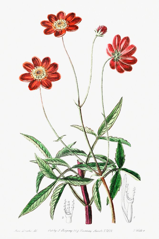 Scabious-like cosmos from Edwards&rsquo;s Botanical Register (1829&mdash;1847) by Sydenham Edwards, John Lindley, and James…