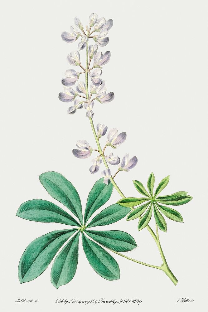 Half shrubby lupine from Edwards&rsquo;s Botanical Register (1829&mdash;1847) by Sydenham Edwards, John Lindley, and James…