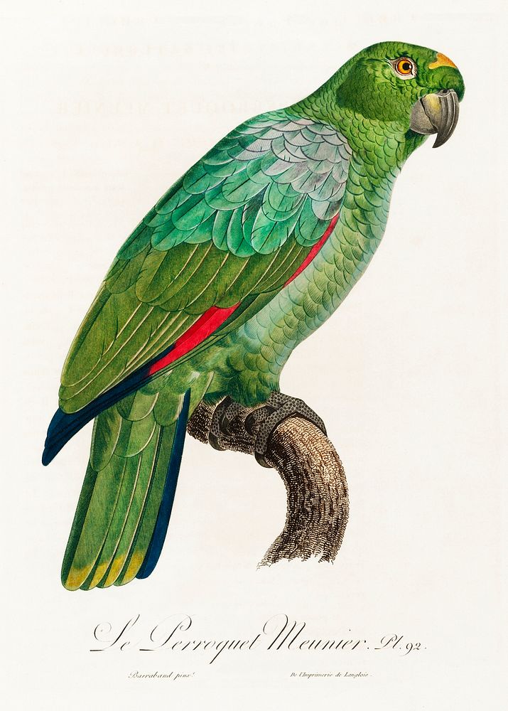 The Southern Mealy Amazon, Amazona farinosa from Natural History of Parrots (1801&mdash;1805) by Francois Levaillant.…