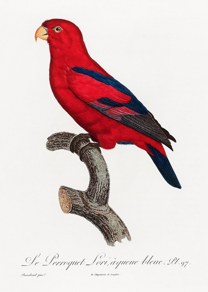 The Red Lory, Eos bornea from Natural History of Parrots (1801&mdash;1805) by Francois Levaillant. Original from the…