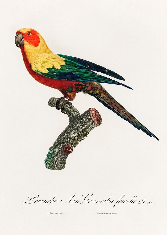 The Sun Parakeet, Aratinga solstitialis, female from Natural History of Parrots (1801&mdash;1805) by Francois Levaillant.…