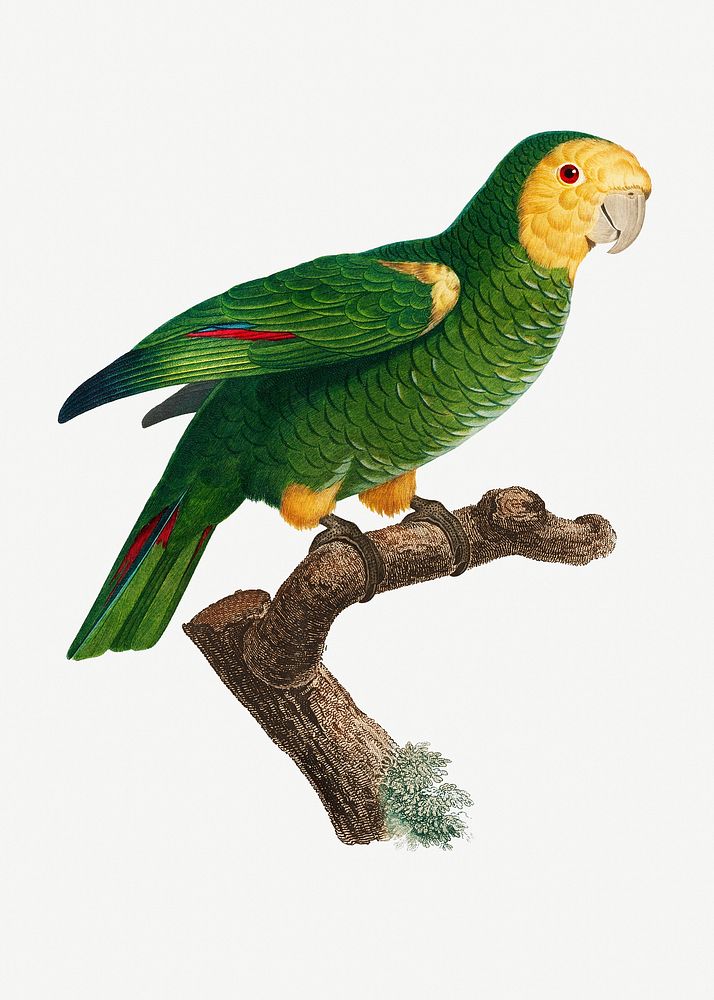 The Yellow-shouldered parrot illustration