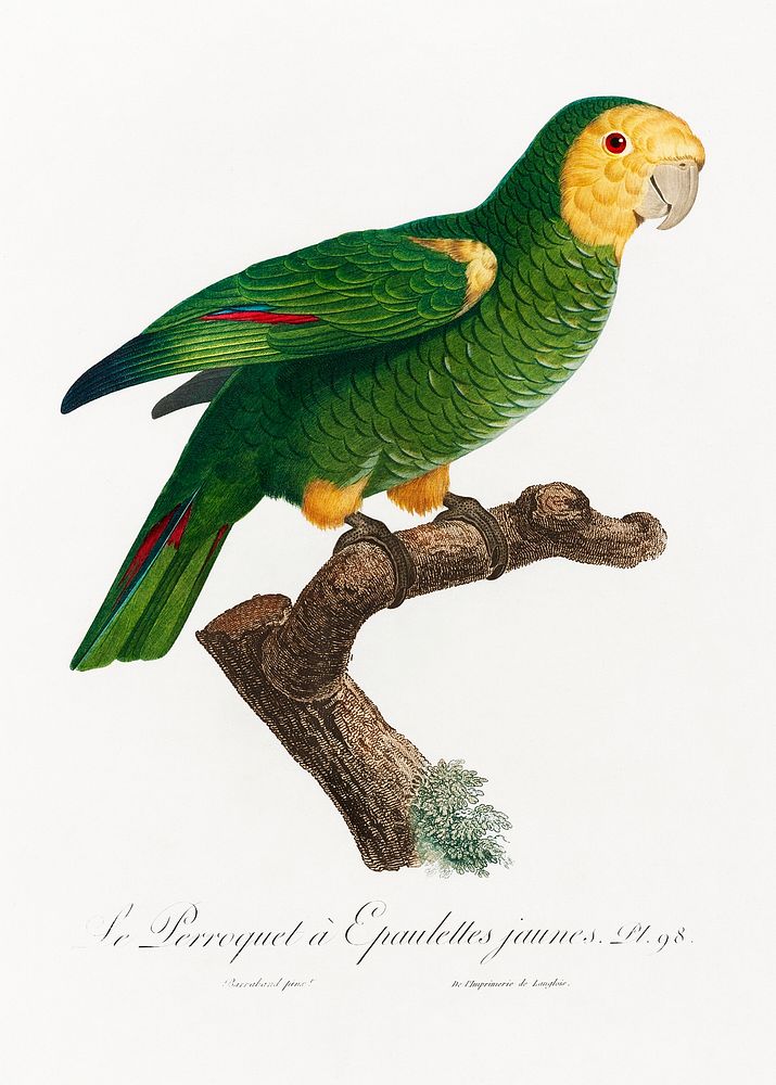 The Yellow-Shouldered Amazon, Amazona barbadensis from Natural History of Parrots (1801&mdash;1805) by Francois Levaillant.…