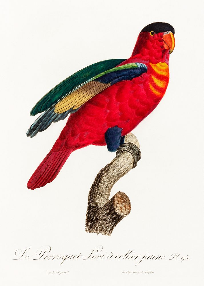 The Purple-Naped Lory, Lorius domicella from Natural History of Parrots (1801&mdash;1805) by Francois Levaillant. Original…