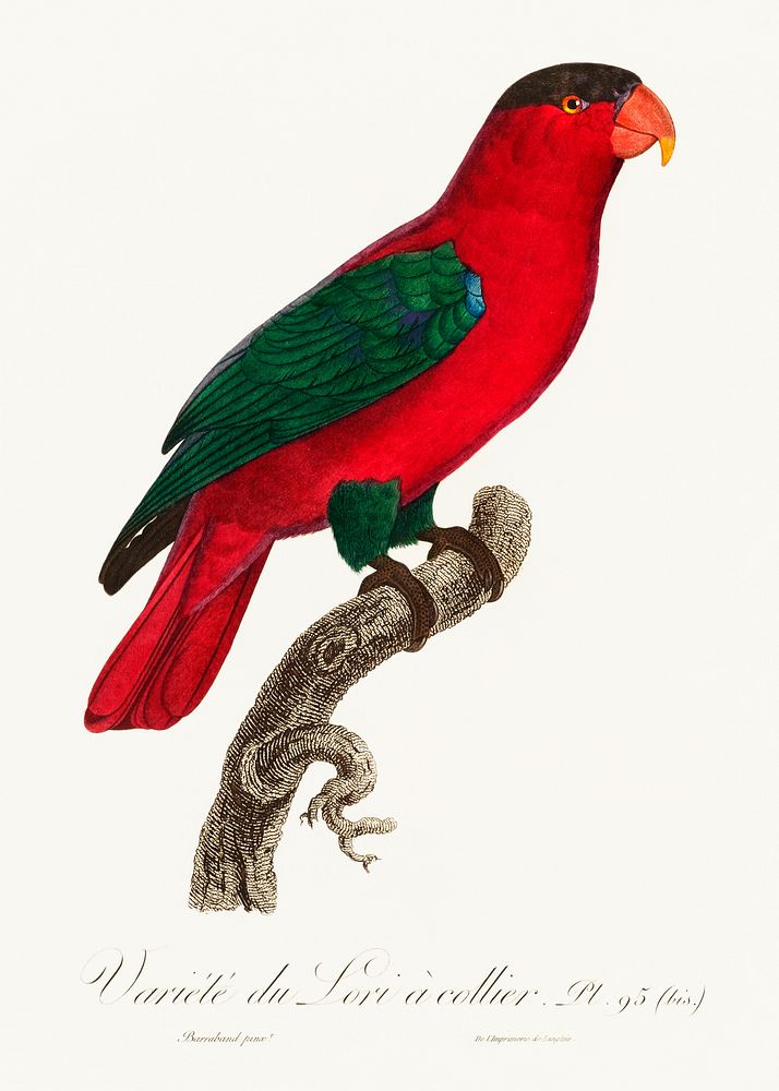 The Purple-Naped Lory, Lorius domicella from Natural History of Parrots (1801&mdash;1805) by Francois Levaillant. Original…
