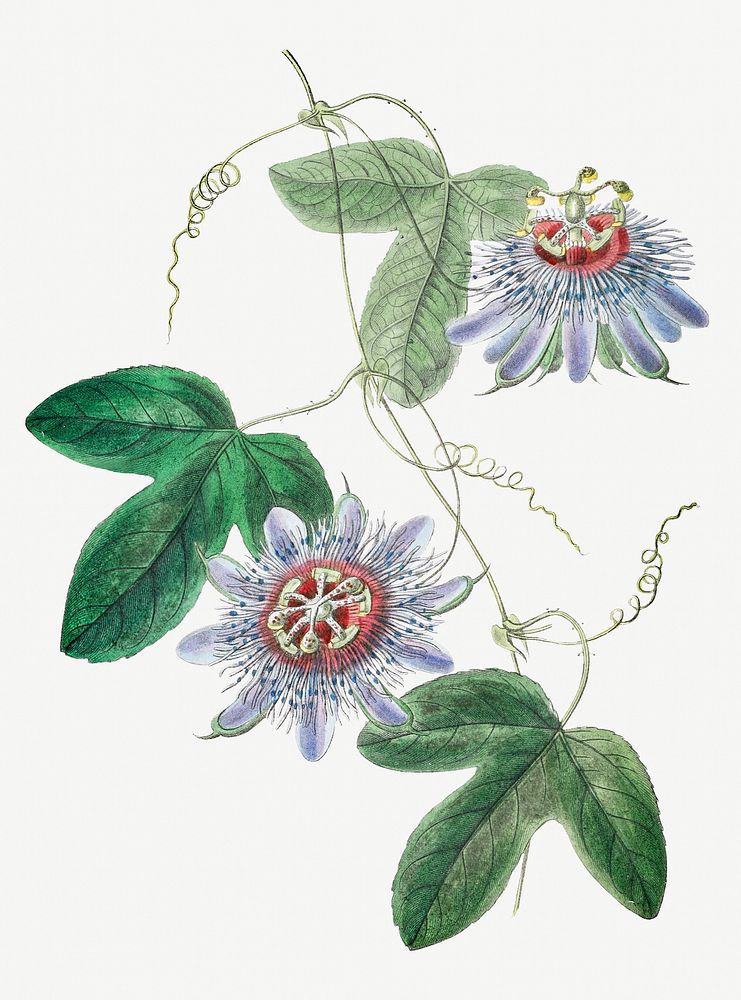 Vintage lieut. sullivan's passion-flower branch for decoration