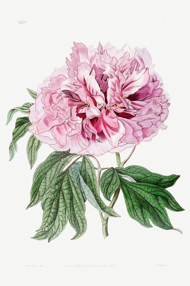 Double red curled tree peony from Edwards&rsquo;s Botanical Register (1829&mdash;1847) by Sydenham Edwards, John Lindley…
