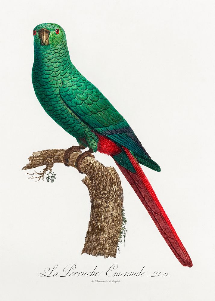 The Emerald Parakeet from Natural History of Parrots (1801&mdash;1805) by Francois Levaillant. Original from the…