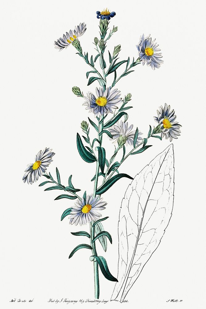 Glaucous aster from Edwards&rsquo;s Botanical Register (1829&mdash;1847) by Sydenham Edwards, John Lindley, and James…