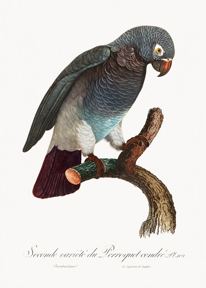 The Grey Parrot, Psittacus erithacus from Natural History of Parrots (1801&mdash;1805) by Francois Levaillant. Original from…