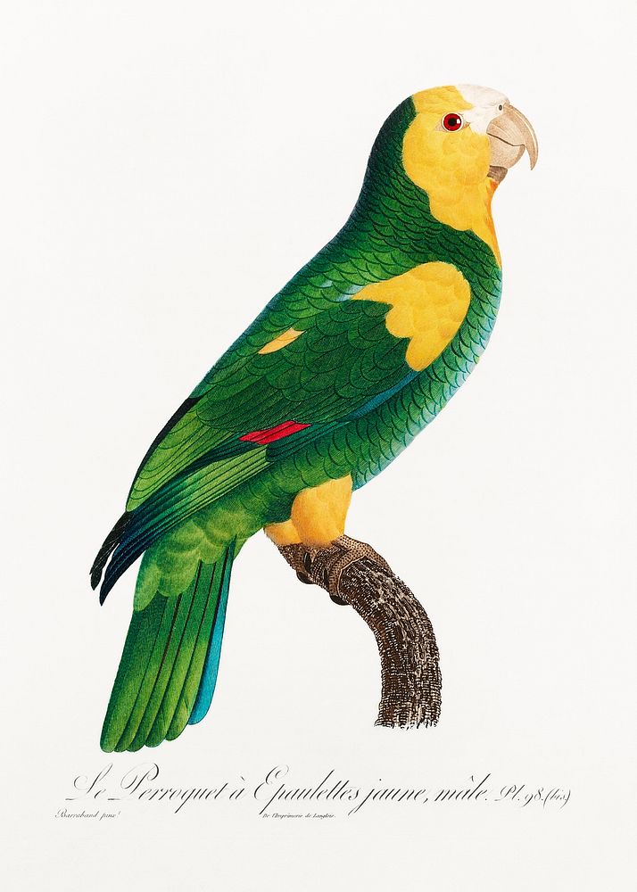 The Yellow-shouldered amazon from Natural History of Parrots (1801&mdash;1805) by Francois Levaillant. Original from the…