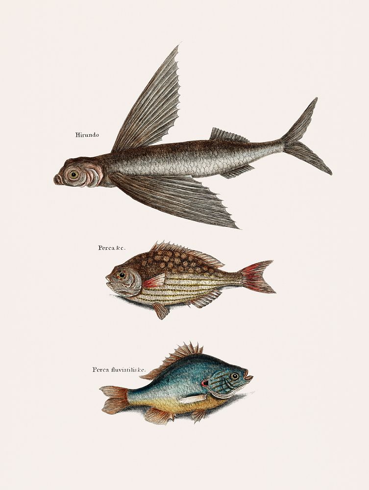 Vintage illustration of Flying Fish (Hirundo), Rudder Fish (Perca sectatrix) and Perch (Perca fluviatilis)