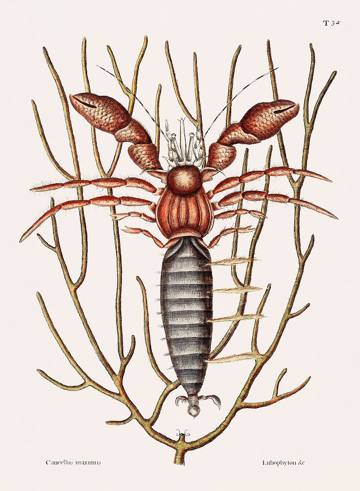 Vintage illustration of Sea Hermit Crab (Cancellus maximus)