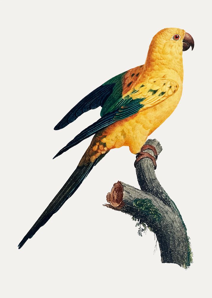 The Sun Parakeet (Aratinga solstitialis) vintage illustration