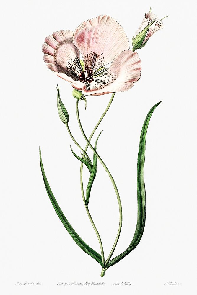 atiny calochortus from Edwards&rsquo;s Botanical Register (1829&mdash;1847) by Sydenham Edwards, John Lindley, and James…