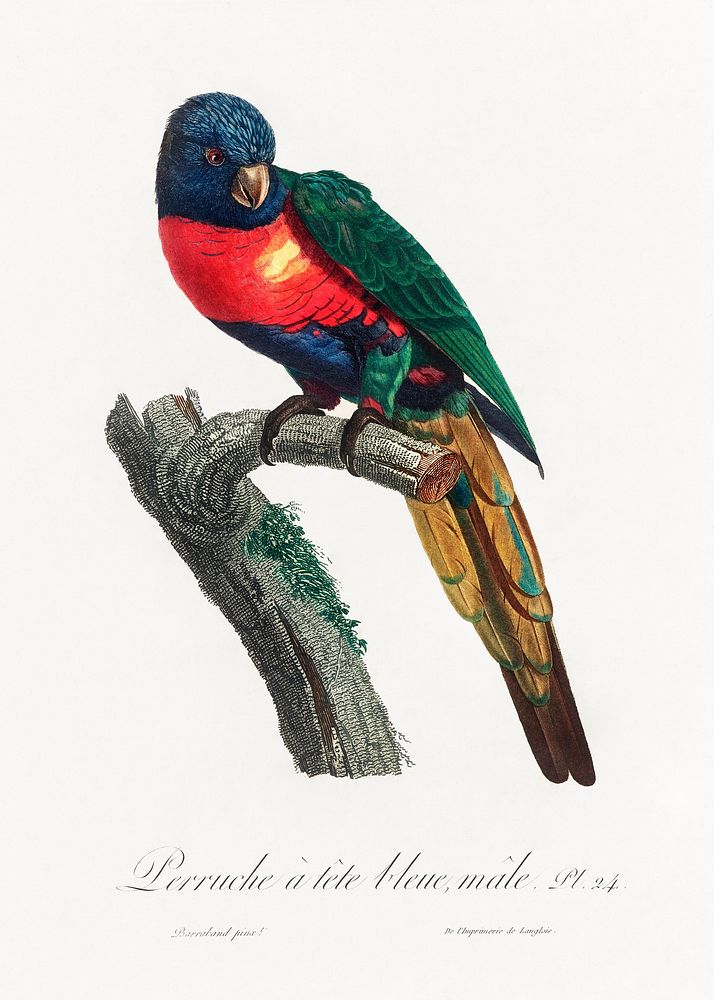 The Plum-Headed Parakeet, Psittacula cyanocephala, male from Natural History of Parrots (1801&mdash;1805) by Francois…