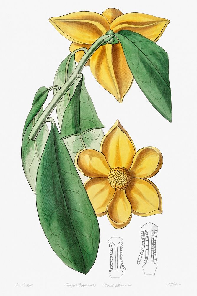 Laurel-leaved custard apple from Edwards&rsquo;s Botanical Register (1829&mdash;1847) by Sydenham Edwards, John Lindley, and…