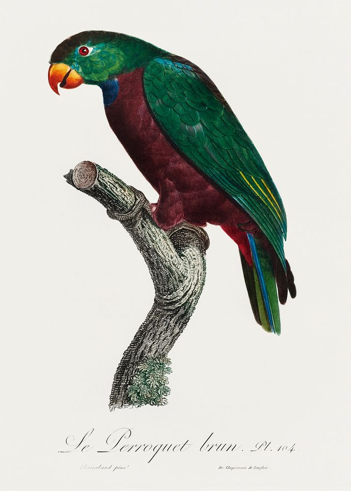 The Red-Billed Parrot, Pionus sordidus from Natural History of Parrots (1801&mdash;1805) by Francois Levaillant. Original…